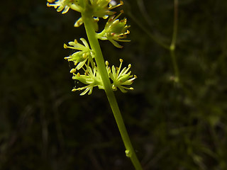 Tofieldia calyculata