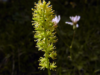 Tofieldia calyculata