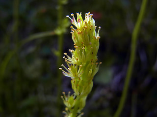 Tofieldia calyculata