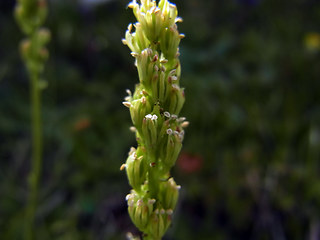 Tofieldia calyculata