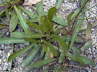 Tolpis staticifolia