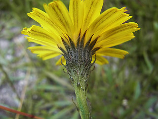 Tolpis staticifolia