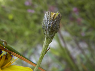 Tolpis staticifolia
