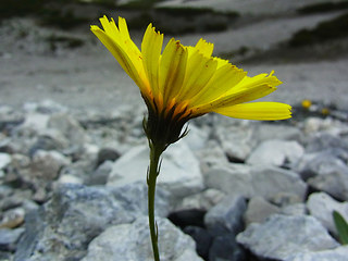 Tolpis staticifolia