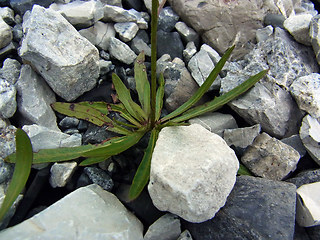 Tolpis staticifolia