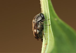 Tomoxia bucephala
