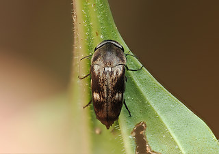 Tomoxia bucephala