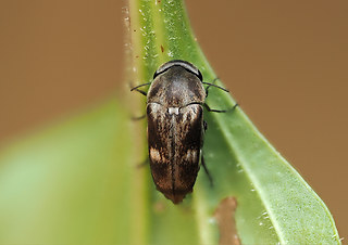 Tomoxia bucephala