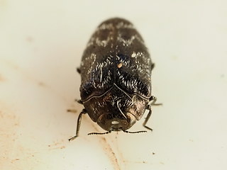 Trachys minutus