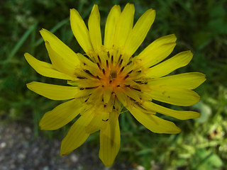 Tragopogon pratensis ssp. orientalis