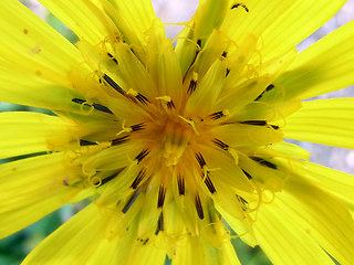 Tragopogon pratensis ssp. orientalis