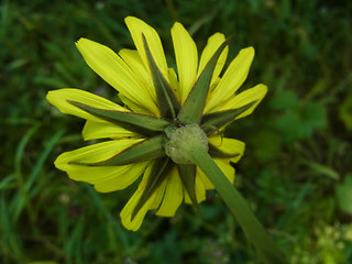 Tragopogon pratensis ssp. orientalis