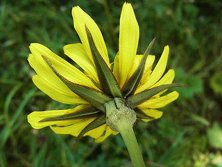 Tragopogon pratensis ssp. orientalis