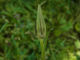 Tragopogon pratensis ssp. orientalis