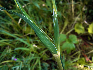 Tragopogon pratensis ssp. orientalis