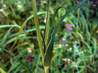 Tragopogon pratensis ssp. orientalis