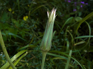 Tragopogon pratensis ssp. orientalis