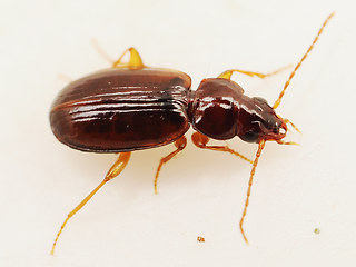 Trechus obtusus