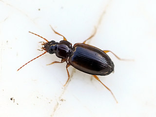 Trechus obtusus - quadristriatus
