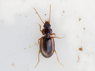 Trechus obtusus - quadristriatus