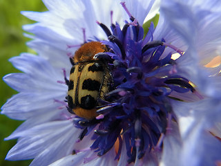 Trichius gallicus