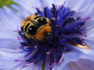 Trichius gallicus