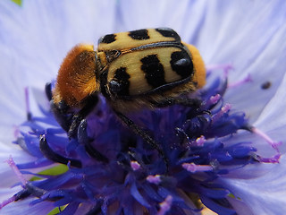 Trichius gallicus