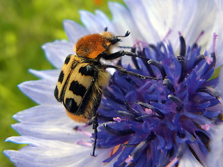 Trichius gallicus