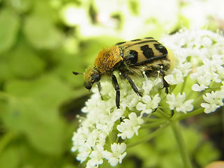 Trichius gallicus