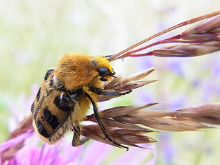 Trichius gallicus