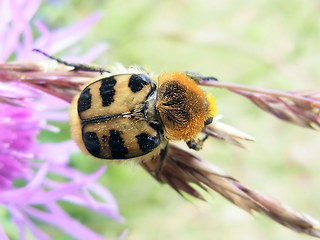 Trichius gallicus