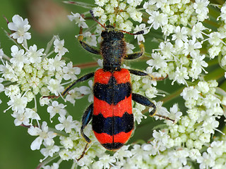 Trichodes apiarius