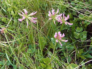 Trifolium alpinum