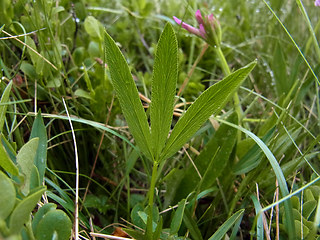 Trifolium alpinum