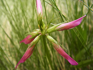 Trifolium alpinum