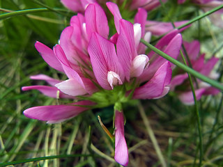 Trifolium alpinum