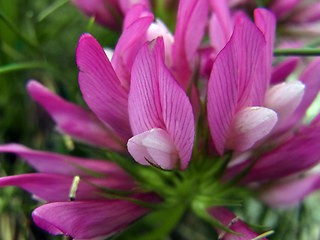 Trifolium alpinum