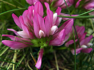 Trifolium alpinum