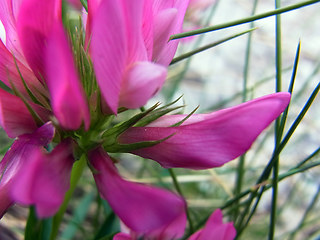 Trifolium alpinum