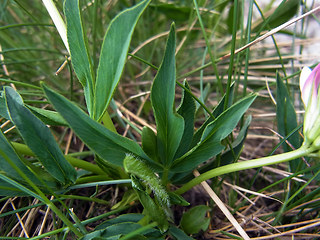 Trifolium alpinum