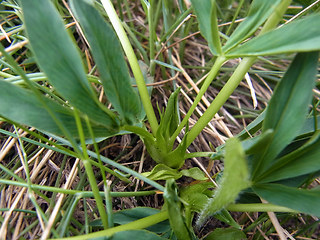 Trifolium alpinum