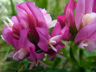 Trifolium alpinum