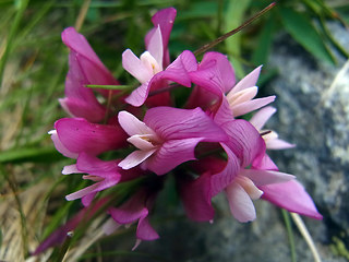 Trifolium alpinum