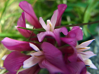 Trifolium alpinum