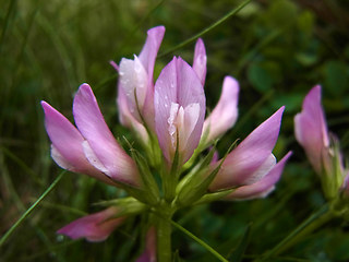 Trifolium alpinum