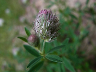 Trifolium arvense