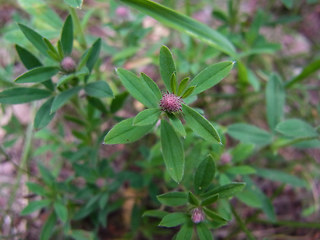 Trifolium arvense