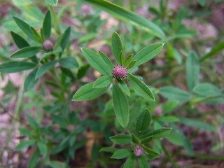 Trifolium arvense