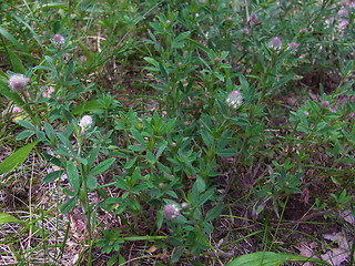 Trifolium arvense