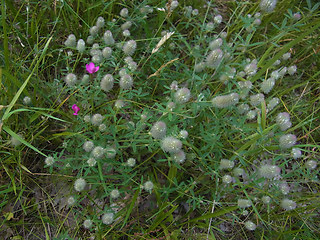 Trifolium arvense